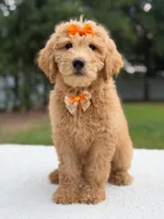 Ruby- F1b Medium , a female Goldendoodle for sale in Frostproof, FL – 2 of 9