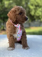Teddy- F1b Mini , a male Goldendoodle for sale in Frostproof, FL – 6 of 10