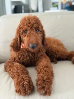 Griffin- F1b Standard , a male Goldendoodle for sale in Frostproof, FL – 3 of 10