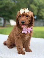 Tiana- F1b Mini , a female Goldendoodle for sale in Frostproof, FL – 1 of 10