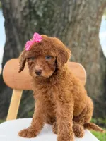 Sabrina- F1b Standard , a female Goldendoodle for sale in Frostproof, FL – 7 of 10