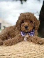 Minion- F1b Toy, a male Goldendoodle for sale in Frostproof, FL – 6 of 10