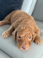 Solomon- F1b Standard , a male Goldendoodle for sale in Frostproof, FL – 5 of 10