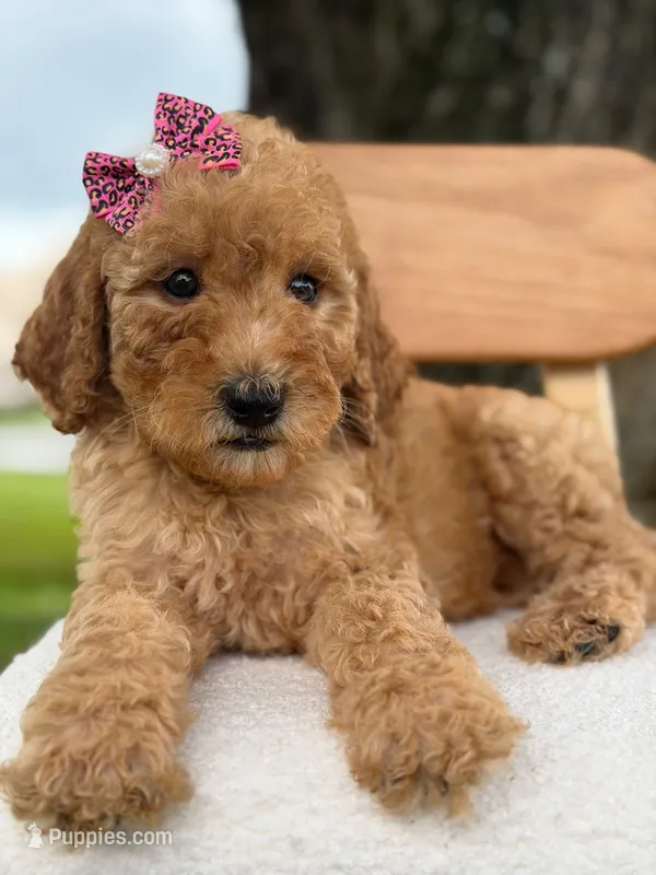 Lennon- F1b Medium  – Goldendoodle puppy for sale in Frostproof, FL