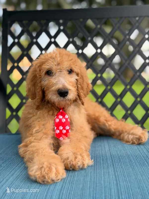 Shiloh- F1b Standard  – Goldendoodle puppy for sale in Frostproof, FL