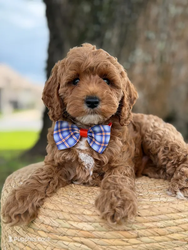 Luigi- F1b Toy – Goldendoodle puppy for sale in Frostproof, FL