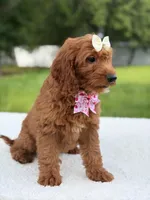 Tiana- F1b Mini , a female Goldendoodle for sale in Frostproof, FL – 6 of 10