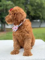 Rae- F1b Standard , a female Goldendoodle for sale in Frostproof, FL – 6 of 9
