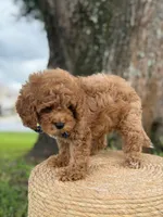Minion- F1b Toy, a male Goldendoodle for sale in Frostproof, FL – 10 of 10