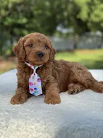 Theo- F1b Mini , a male Goldendoodle for sale in Frostproof, FL – 10 of 10