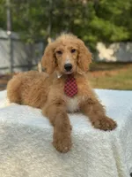 Rocco- F1b Standard , a male Goldendoodle for sale in Frostproof, FL – Photo 2 of 8
