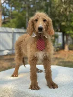 Rocco- F1b Standard , a male Goldendoodle for sale in Frostproof, FL – Photo 3 of 8