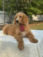 Rocco- F1b Standard , a male Goldendoodle for sale in Frostproof, FL – Photo 8 of 8
