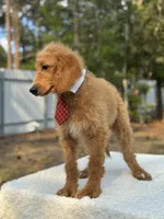 Rocco- F1b Standard , a male Goldendoodle for sale in Frostproof, FL – Photo 4 of 8