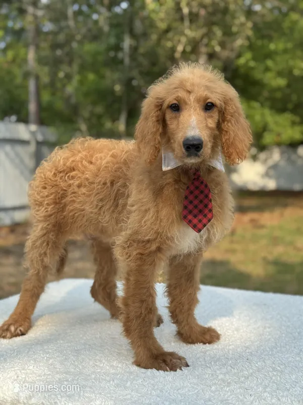 Rocco- F1b Standard  – Goldendoodle puppy for sale in Frostproof, FL