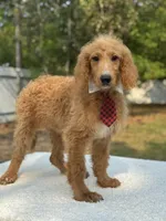 Rocco- F1b Standard , a male Goldendoodle for sale in Frostproof, FL – Photo 1 of 8
