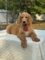 Rocco- F1b Standard , a male Goldendoodle for sale in Frostproof, FL – Photo 7 of 8