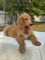 Rocco- F1b Standard , a male Goldendoodle for sale in Frostproof, FL – Photo 6 of 8
