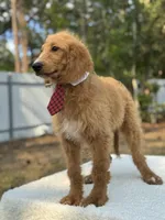 Rocco- F1b Standard , a male Goldendoodle for sale in Frostproof, FL – Photo 5 of 8