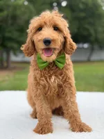 Ranger- F1b Medium , a male Goldendoodle for sale in Frostproof, FL – 9 of 9