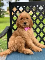 Lennon- F1b Medium , a female Goldendoodle for sale in Frostproof, FL – 3 of 10