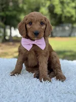 Ace- F1 mini , a male Goldendoodle for sale in Frostproof, FL – 3 of 9