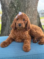 Gianna- F1b Standard , a female Goldendoodle for sale in Frostproof, FL – 5 of 10