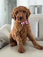 Rome- F1b Standard , a male Goldendoodle for sale in Frostproof, FL – 2 of 10