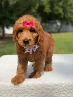 Rae- F1b Standard , a female Goldendoodle for sale in Frostproof, FL – 2 of 9