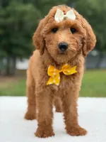 Rosie- F1b Medium , a female Goldendoodle for sale in Frostproof, FL – 4 of 10