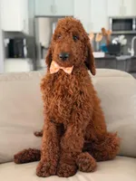 Griffin- F1b Standard , a male Goldendoodle for sale in Frostproof, FL – 9 of 10
