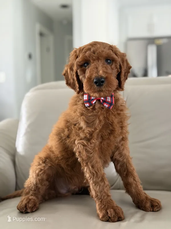 Rome- F1b Standard  – Goldendoodle puppy for sale in Frostproof, FL