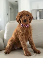 Rome- F1b Standard , a male Goldendoodle for sale in Frostproof, FL – 1 of 10