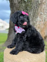 Diamond- F1 Standard, a female Goldendoodle for sale in Frostproof, FL – 10 of 10
