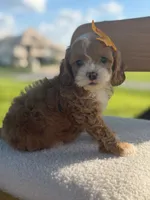 Joy- F1bb toy , a female Goldendoodle for sale in Frostproof, FL – 7 of 10