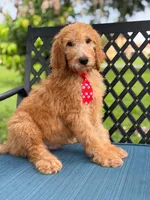 Shiloh- F1b Standard , a male Goldendoodle for sale in Frostproof, FL – 7 of 10