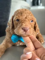 Solomon- F1b Standard , a male Goldendoodle for sale in Frostproof, FL – 8 of 10