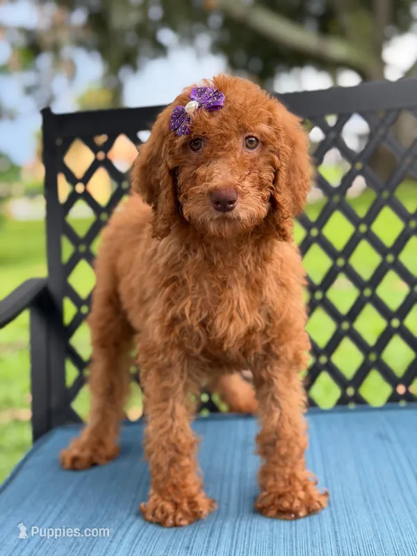 Sabrina- F1b Standard  – Goldendoodle puppy for sale in Frostproof, FL