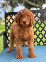 Sabrina- F1b Standard , a female Goldendoodle for sale in Frostproof, FL – 1 of 9