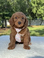 Tucker- F1b Mini , a male Goldendoodle for sale in Frostproof, FL – 3 of 10