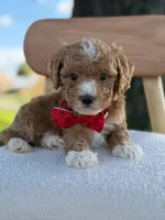 Jaxon- F1bb Toy , a male Goldendoodle for sale in Frostproof, FL – 2 of 10