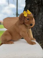 Arabella- F1 Standard 💜, a female Goldendoodle for sale in Frostproof, FL – 8 of 10