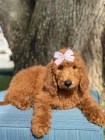 Grace-F1b standard , a female Goldendoodle for sale in Frostproof, FL – 9 of 10