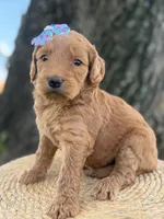 Lilah- F1b Medium, a female Goldendoodle for sale in Frostproof, FL – 9 of 10