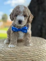 Johan- F1bb Toy , a male Goldendoodle for sale in Frostproof, FL – 5 of 10