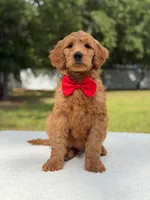 Winston- F1b Medium, a male Goldendoodle for sale in Frostproof, FL – 10 of 10