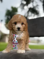 Oliver- F1bb Mini , a male Goldendoodle for sale in Frostproof, FL – 4 of 10