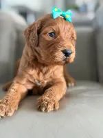 Savannah- F1b Standard , a female Goldendoodle for sale in Frostproof, FL – 4 of 8