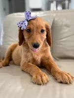 Arabella- F1 Standard 💜, a female Goldendoodle for sale in Frostproof, FL – 3 of 10