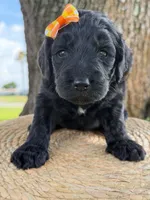 Adore- F1b Standard , a female Goldendoodle for sale in Frostproof, FL – 8 of 10